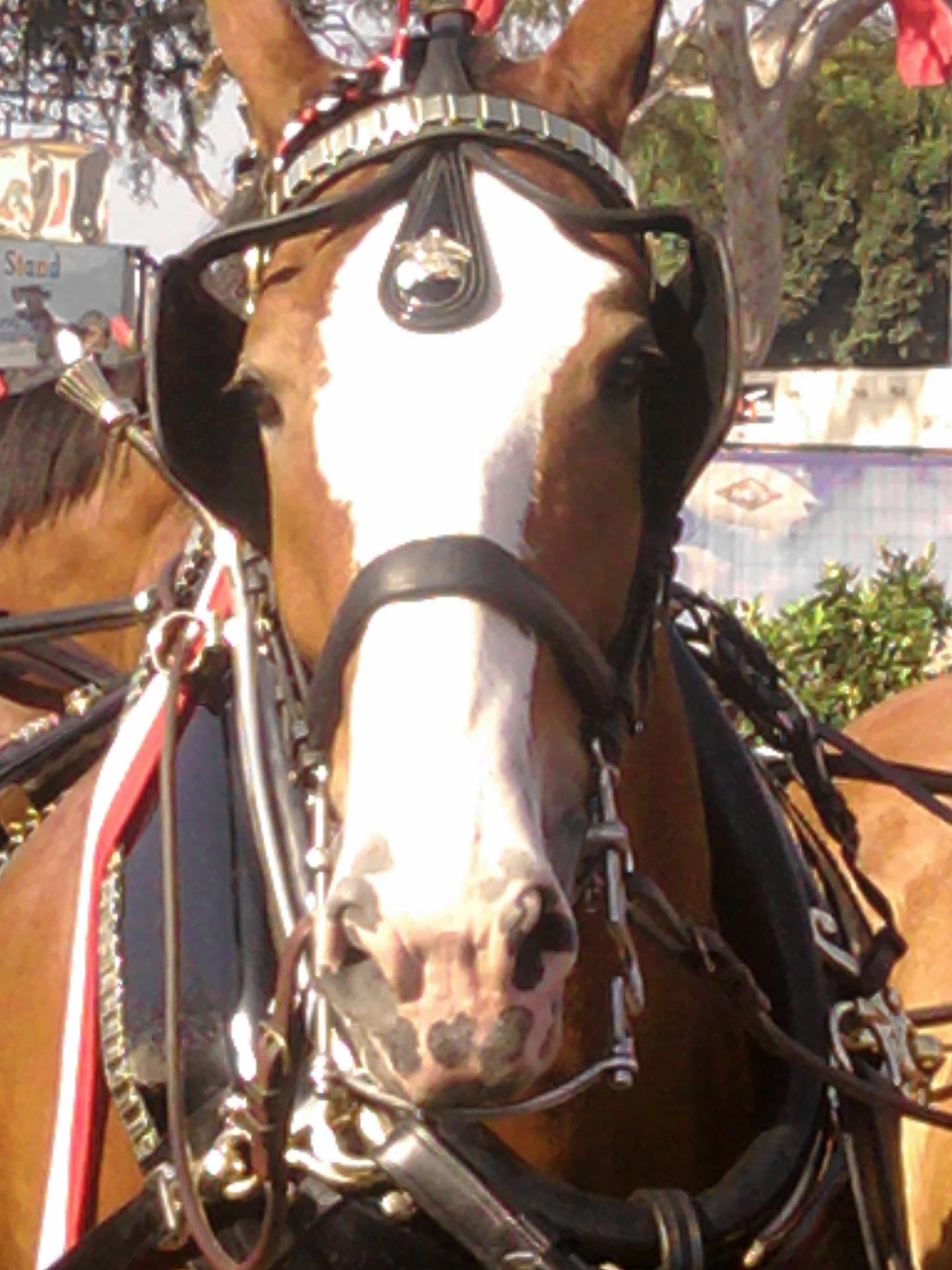 Clydesdale